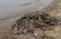 Дохлая рыба не мешает отдыху на Азовском море
