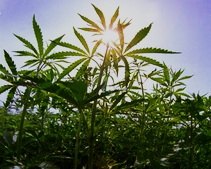 В пригородном поезде задержали парня с 300 г конопли