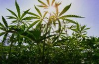 В пригородном поезде задержали парня с 300 г конопли