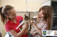 Львов провел первый в мире подсчет уличных котов