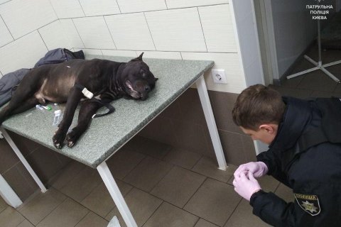 В Киеве полицейскому пришлось выстрелить в собаку, которую пьяный хозяин натравил на людей
