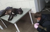 В Киеве полицейскому пришлось выстрелить в собаку, которую пьяный хозяин натравил на людей