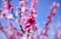 В Киеве 2 мая прогнозируется от +20 и кратковременные дожди