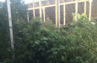 У троих жителей Кировоградской области изъяли 5 тонн марихуаны на 15 млн гривен 