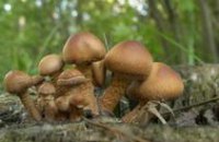 В Днепродзержинске 20-летняя девушка отравилась грибами