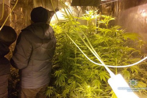 ​Двое киевлян вырастили в старом сельском доме конопли на 5 млн гривен 