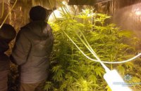 ​Двое киевлян вырастили в старом сельском доме конопли на 5 млн гривен 