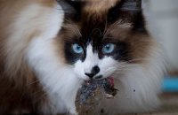 Самые популярные домашние животные в Украине – коты