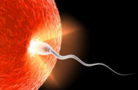 Ученые нашли способ лечения одного из видов мужского бесплодия
