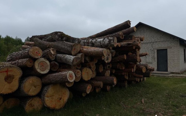 На Волині посадовця підозрюють у причетності до незаконної рубки дерев на майже 2 млн грн