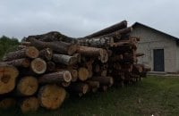 На Волині посадовця підозрюють у причетності до незаконної рубки дерев на майже 2 млн грн