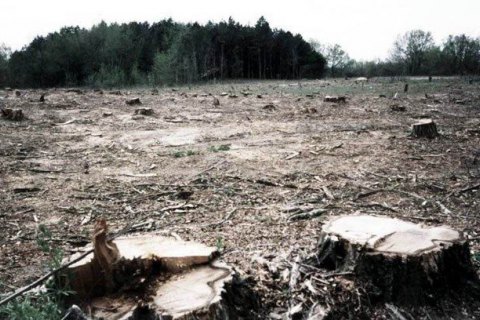 Гройсман поручил провести аэрофотосъемку лесов для мониторинга их вырубки