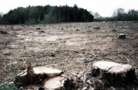 Гройсман доручив провести аерофотозйомку лісів для моніторингу їхньої вирубки
