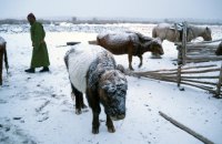 Завірюхи у Монголії вбили вісім осіб