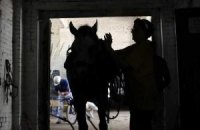 ​В Украине политики массово «подсели» на конный спорт 