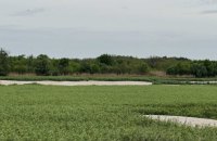 Вербове море-2. «Десь наполовину дно Каховського водосховища заросло. Тепер питання, що буде з іншою половиною»