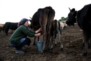 Крестьян хотят штрафовать за коров без документов