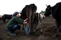 Крестьян хотят штрафовать за коров без документов