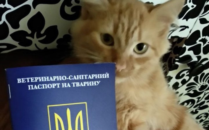 У Києві за рік через ЦНАПи зареєстрували 2 486 собак і 295 котів