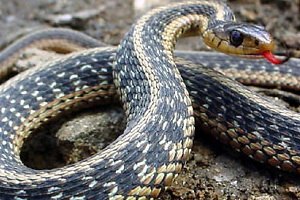 Жительница Днепропетровска поймала змею в пылесос