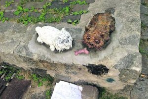 На Пейзажной аллее поселили двух собачек