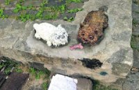 На Пейзажной аллее поселили двух собачек