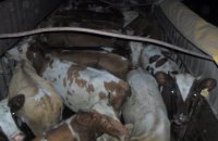 Пограничники задержали в Луганской области два грузовика с коровами