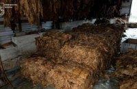 На Одещині викрили групу, яку підозрюють у незаконному вирощуванні та продажу тютюну на 13 млн грн
