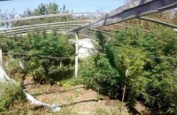 В Херсонской области обнаружили плантацию конопли на 1,5 млн гривен
