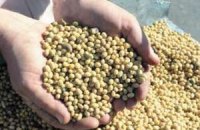Присяжнюк: Украина заработает на экспорте сои $1 млрд
