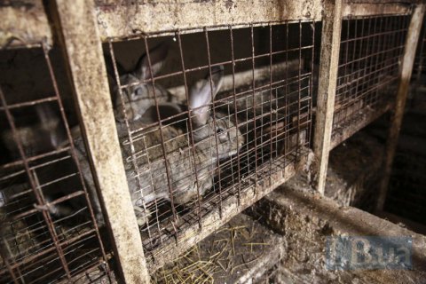 Мужчина получил три года тюрьмы за кражу кролика в Одесской области