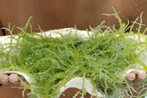 Гранулы из водорослей - здоровая альтернатива соли
