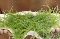 Гранулы из водорослей - здоровая альтернатива соли