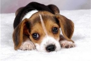 Корейские ученые создали светящуюся собаку