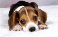 Корейские ученые создали светящуюся собаку