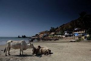 Власти индийского штата Гоа запретили танцевальные вечеринки