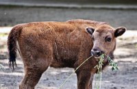 У столичному зоопарку народилося зубреня Юкка, яка стала частиною міжнародної програми відновлення виду