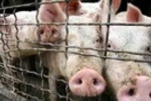 Число заболевших гриппом A/H1N1 в мире достигло 52 тыс. 160 человек