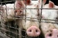 Число заболевших гриппом A/H1N1 в мире достигло 52 тыс. 160 человек