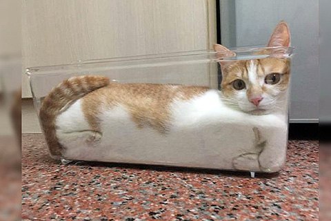Шнобелевскую премию присудили за исследование жидкой природы котов