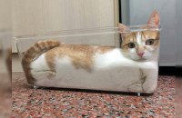Шнобелевскую премию присудили за исследование жидкой природы котов