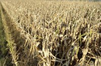 Єврокомісія схвалила схему допомоги Польщі на 230 млн євро для підтримки виробників кукурудзи
