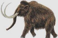 Корейские ученые пообещали клонировать мамонта