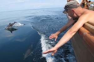 Минприроды разрешило использовать дельфинов только в научных целях