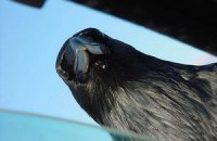 В Берлине участились нападения ворон на людей