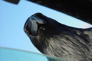 В Киеве вороны атакуют людей
