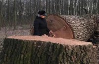 У Києві відкрили кримінальну справу через вирубку вікових дубів у Голосіївському парку