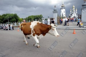 Под Киевом водитель "Жигулей" врезался в стадо коров