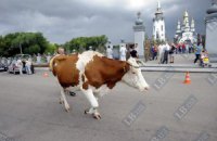 ​9 районов Черкасской области включили в проект ООН