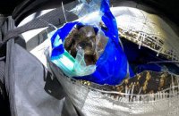 СБУ заблокировала контрабанду более тонны янтаря в Евросоюз